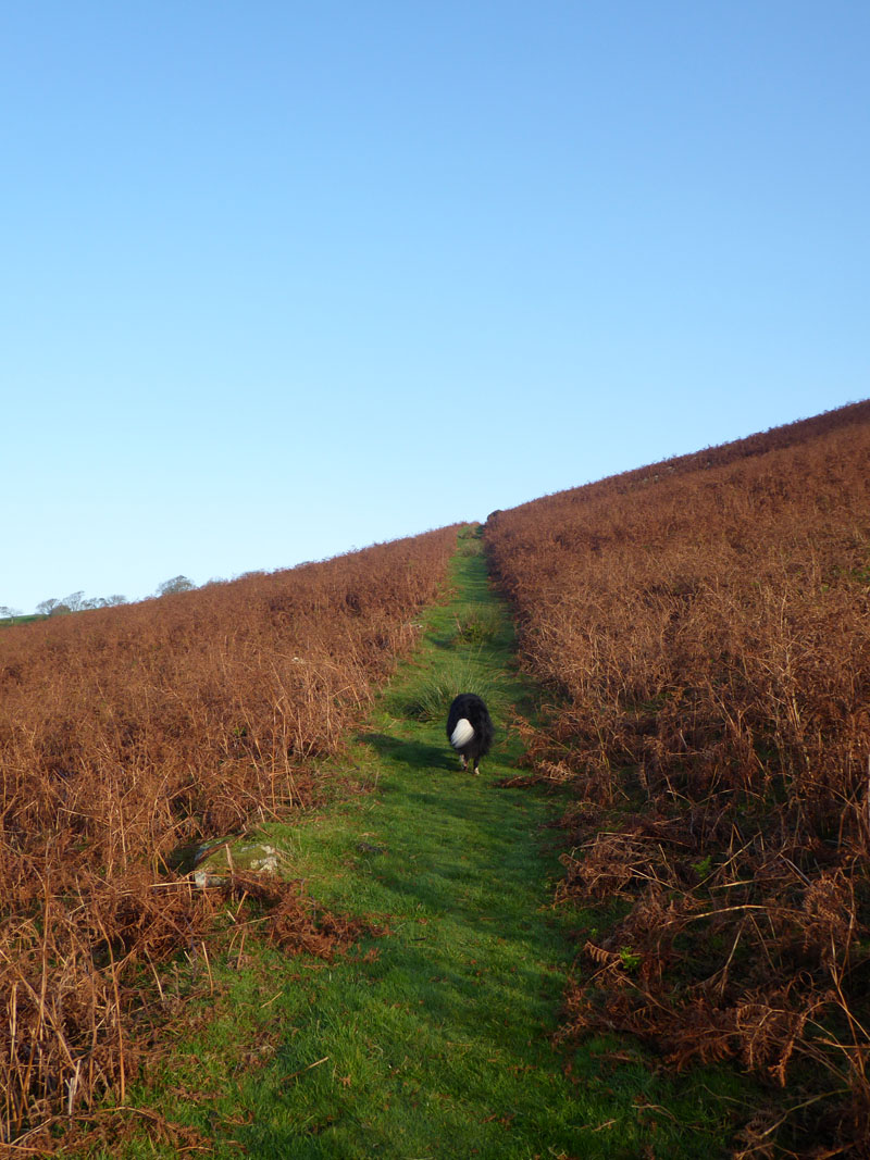 Great Borne Bracken